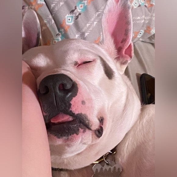 Like this post for Live Auction Listing - Picture 4 of 8